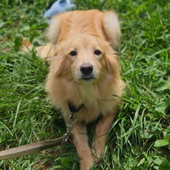 Peaches -  Golden Retriever and Shetland Sheepdog Sheltie Dog for Adoption in Springfield, Missouri - Peaches | PetCurious