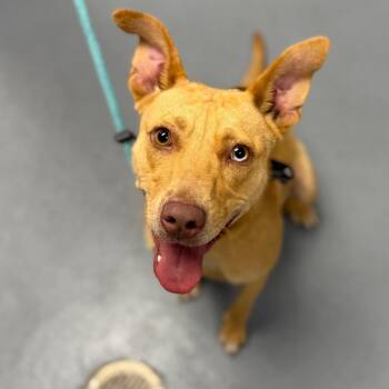 Cindi -  Mixed Breed Dog for Adoption in Sarasota, Florida - Cindi | PetCurious