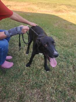 Duncan -  Mixed Breed Dog for Adoption in Lawrenceburg, Tennessee - Duncan | PetCurious