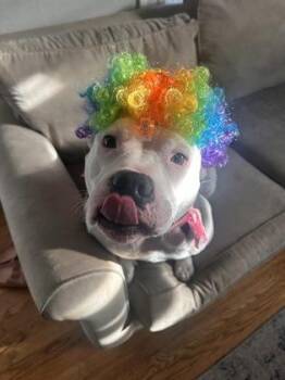 Rescue Pit Bull Terrier Dogs for Adoption in Sevierville, Tennessee - Gorgeous | PetCurious