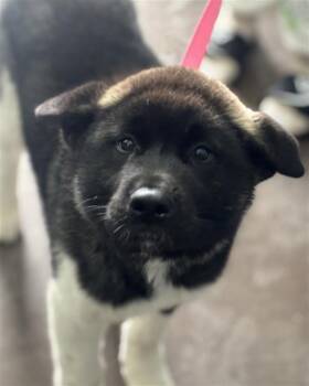 Mixed Breed Dogs Available for Adoption in Dallas, Texas - SASHA | PetCurious