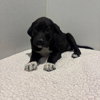 Labrador Retriever and Mixed Breed Dogs Available for Adoption - Abigail | PetCurious