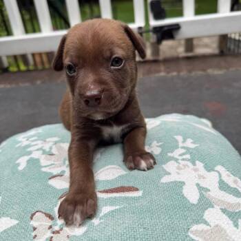 KitKat -  Retriever and Terrier Dog for Adoption in Waxhaw, North Carolina - KitKat | PetCurious