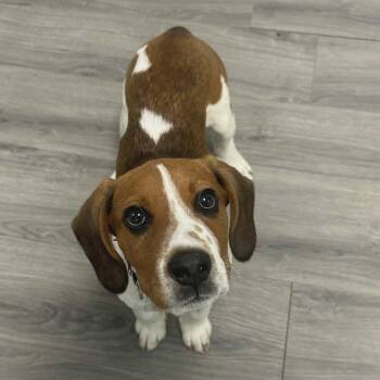 Nutter Butter -  Beagle Dog for Adoption in Greenville, Pennsylvania - Nutter Butter | PetCurious