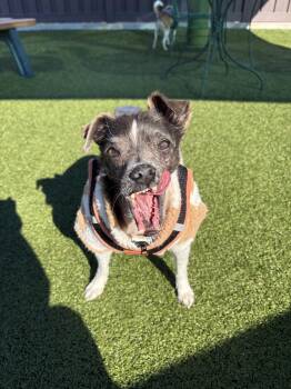 Mixed Breed Dogs Available for Adoption in Mt. Juliet, Tennessee - Mascot | PetCurious