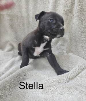 Rescue Labrador Retriever Dogs for Adoption in Manchester, Connecticut - Stella 1 | PetCurious