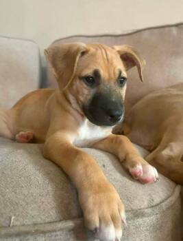 Black Mouth Cur Dogs Available for Adoption in Shawnee, Oklahoma - Pepper Chini | PetCurious