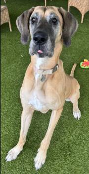 Stella (Ella) -  Great Dane Dog for Adoption in Pine Beach, New Jersey - Stella (Ella) | PetCurious
