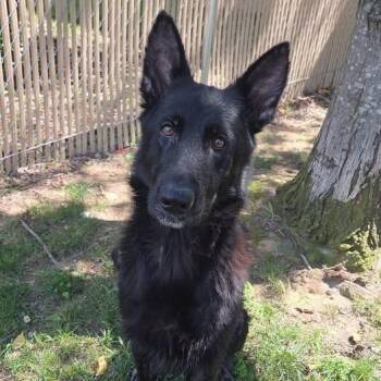 26-01146 KATANA -  Shepherd Dog for Adoption in Fredericksburg, Virginia - 26-01146 KATANA | PetCurious