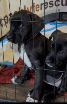 Floof -  Mastiff Dog for Adoption in Hayward, California - Floof | PetCurious