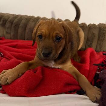 Mixed Breed Dogs Available for Adoption in Cincinnati, Ohio - Stank | PetCurious