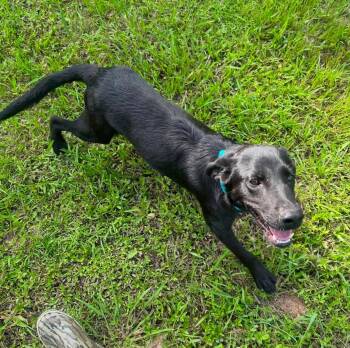 Ren -  Mixed Breed Dog for Adoption in Northwood, New Hampshire - Ren | PetCurious