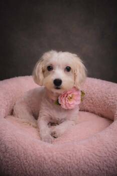 Havanese and Miniature Poodle Dogs Available for Adoption - Monarch  | PetCurious