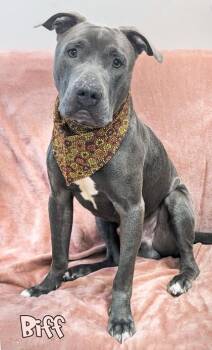 Biff -  Pit Bull Terrier and Mixed Breed Dog for Adoption in Mason, Michigan - Biff | PetCurious
