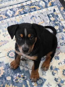 Tippy -  Cattle Dog Dog Available for Adoption in Las Vegas, Nevada - Tippy | PetCurious