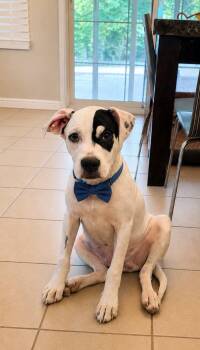Ross -  Labrador Retriever Dog for Adoption - Ross | PetCurious