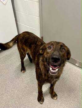 Scrabble -  Mixed Breed Dog for Adoption in Moundsville, West Virginia - Scrabble | PetCurious