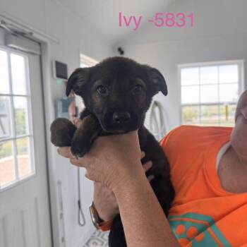 Ivy -  Cattle Dog and Mixed Breed Dog for Adoption in Tacoma, Washington - Ivy | PetCurious