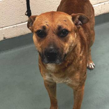 Mixed Breed Dogs Available for Adoption - Apple Pie | PetCurious