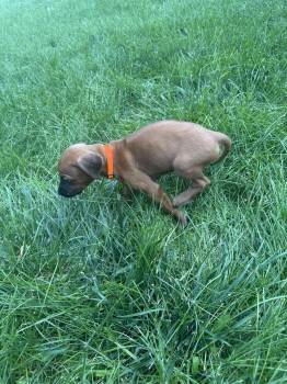 Orange boy  -  Rhodesian Ridgeback Dog for Sale in Monument, Colorado - Orange Boy  | PetCurious