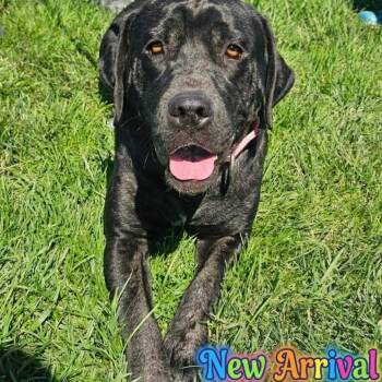Bertha -  Cane Corso and Black Labrador Retriever Dog for Adoption in Plainfield, Illinois - Bertha | PetCurious