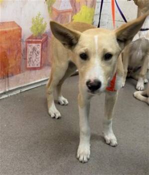 KEEGAN -  German Shepherd Dog Dog for Adoption in San Bernardino, California - KEEGAN | PetCurious