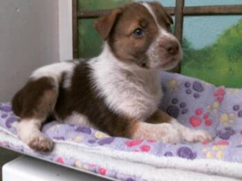 German Shepherd Dog and Mixed Breed Dogs Available for Adoption - A2066156 | PetCurious