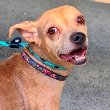 Anyu - Chino Hills Location -  Chihuahua and Mixed Breed Dog for Adoption in Chino Hills, California - Anyu - Chino Hills Location | PetCurious