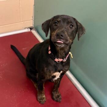 Echo -  Plott Hound and Mixed Breed Dog for Adoption in Columbia, Illinois - Echo | PetCurious
