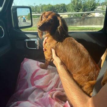 Blaze -  Dachshund Dog for Adoption in Cookeville, Tennessee - Blaze | PetCurious