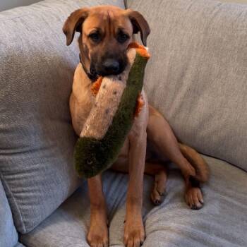 Shepherd and Mixed Breed Dogs Available for Adoption in Springfield, Missouri - Blue | PetCurious