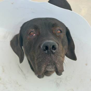 Rescue Cane Corso Dogs for Adoption in Matteson, Illinois - Tomahawk | PetCurious