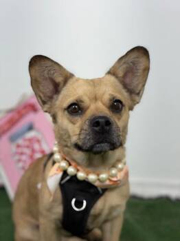 Maisie-One of our Amazing Rescue Dogs -  Pug and Corgi Dog for Adoption in Carlsbad, California - Maisie-One Of Our Amazing Rescue Dogs | PetCurious