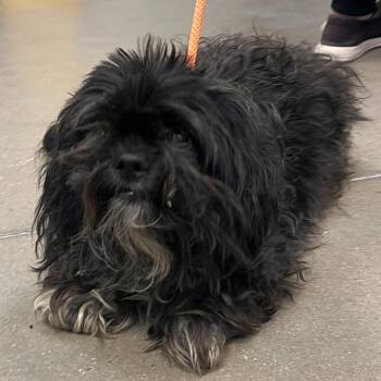 YORK-Stray-16815 -  Mixed Breed Dog for Adoption in York, Pennsylvania - YORK-Stray-16815 | PetCurious