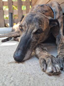 Bellmont -  Galgo Spanish Greyhound Dog for Adoption in Winter Park, Florida - Bellmont | PetCurious