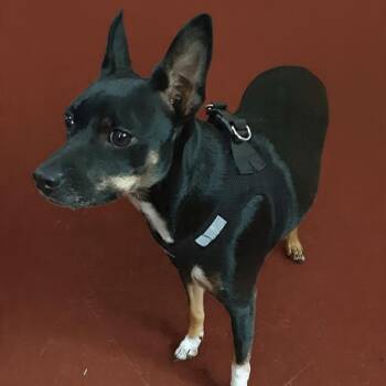 Missy -  Miniature Pinscher Dog for Adoption in Oroville, Washington - Missy | PetCurious