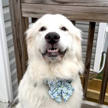 Great Pyrenees Dogs Available for Adoption in Rockville, Maryland - Lola | PetCurious