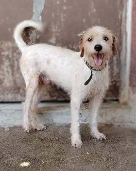 Zeus -  Jack Russell Terrier and Wirehaired Terrier Dog for Adoption in Ramona, California - Zeus | PetCurious