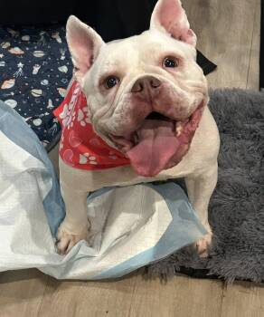 Bulldog Dogs Available for Adoption - Bounce | PetCurious