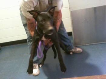 A1268790 -  Labrador Retriever and German Shepherd Dog Dog for Adoption in Charlotte, North Carolina - A1268790 | PetCurious