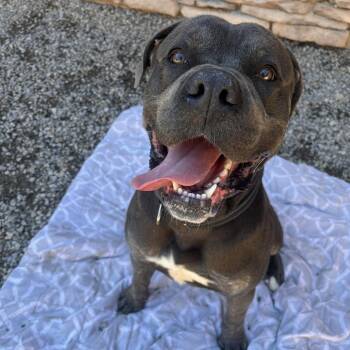 Mixed Breed Dogs Available for Adoption in Fairport, New York - Ambassador | PetCurious