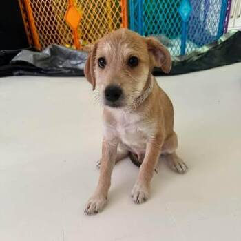 Mickey -  Beagle and Terrier Dog for Adoption in Overland Park, Kansas - Mickey | PetCurious