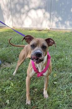 Rescue Boxer Dogs for Adoption in Lenexa, Kansas - Xena | PetCurious