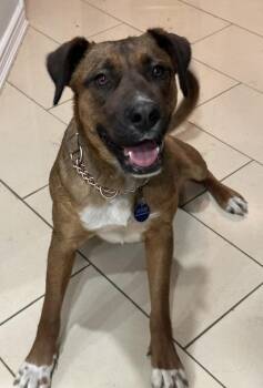 Mixed Breed Dogs Available for Adoption in Vaughan, Ontario - Scarlett | PetCurious