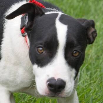 Wyatt -  Retriever and Pointer Dog for Adoption in South Elgin, Illinois - Wyatt | PetCurious