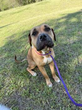 Mastiff Dogs Available for Adoption - NALA | PetCurious