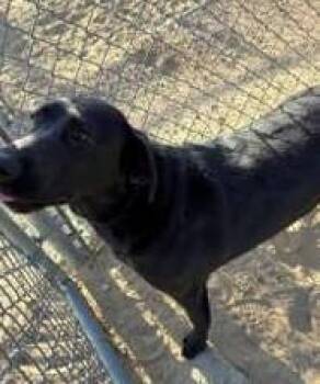 PRETTY GIRL -  Labrador Retriever and Mixed Breed Dog for Adoption in Loveland, Colorado - PRETTY GIRL | PetCurious