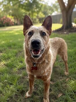 Aero (Courtesy) -  Australian Cattle Dog Blue Heeler Dog Available for Adoption in Denver, Colorado - Aero (Courtesy) | PetCurious