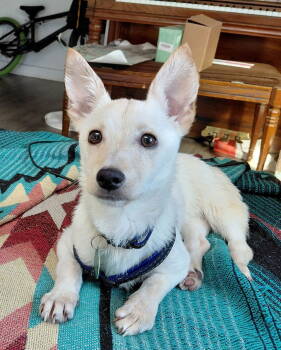 Rescue Chihuahua Dogs for Adoption in Seattle, Washington - Sunny | PetCurious