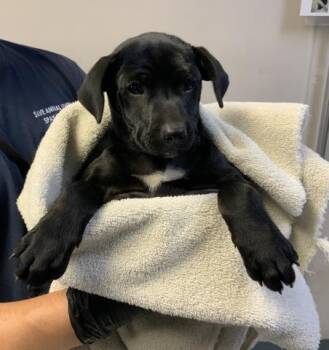Labrador Retriever and Mixed Breed Dogs Available for Adoption in Visalia, California - A253352 | PetCurious